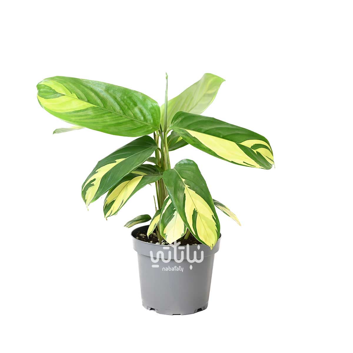 نبتة كلاثيا قولدن