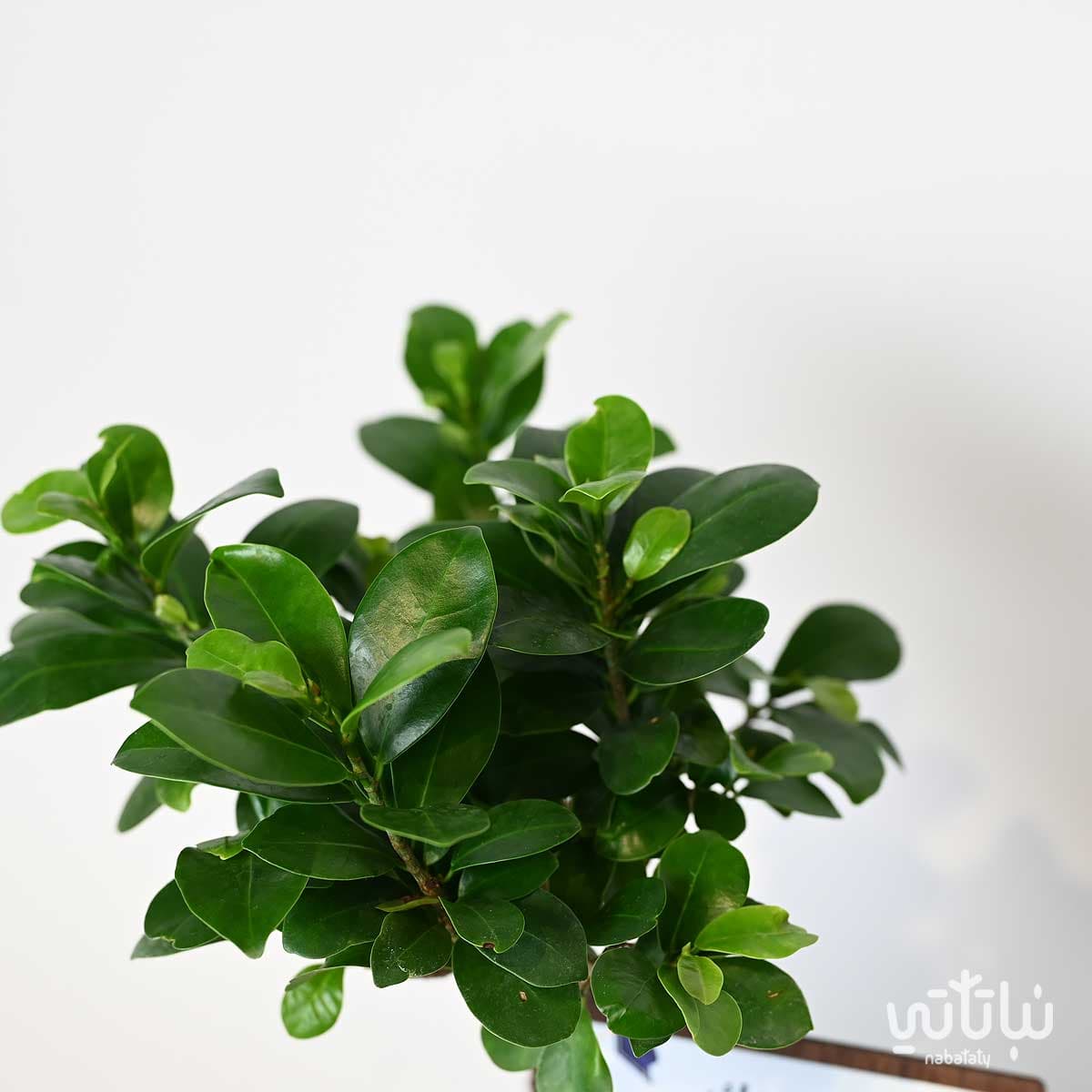 Congratulations on Graduation gift Bonsai plant and Anoosh chocolates 3