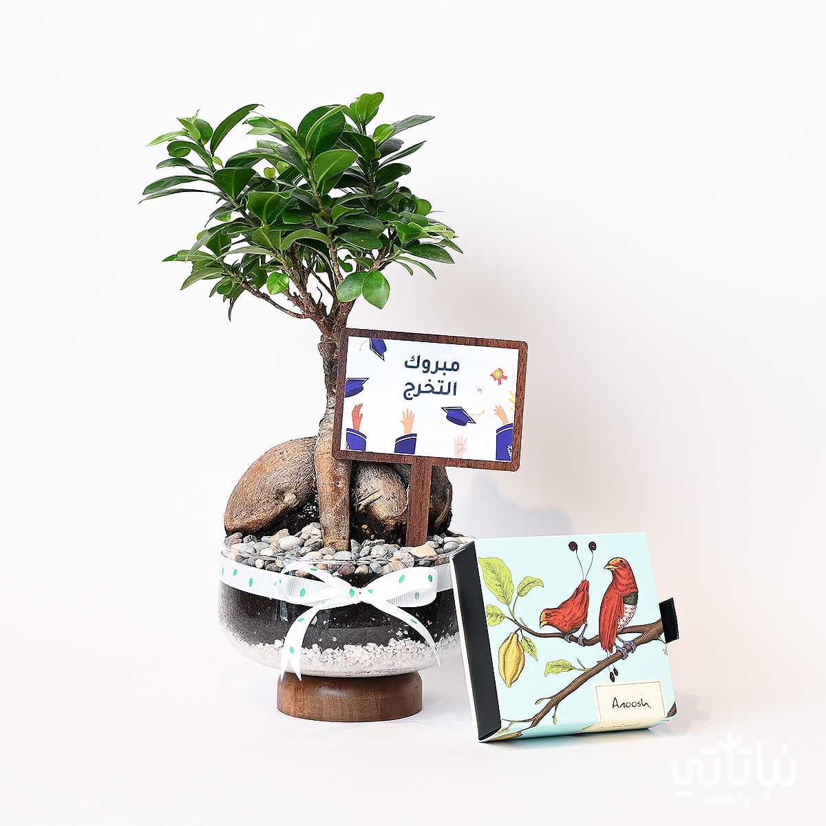 Congratulations on Graduation gift Bonsai plant and Anoosh chocolates 1