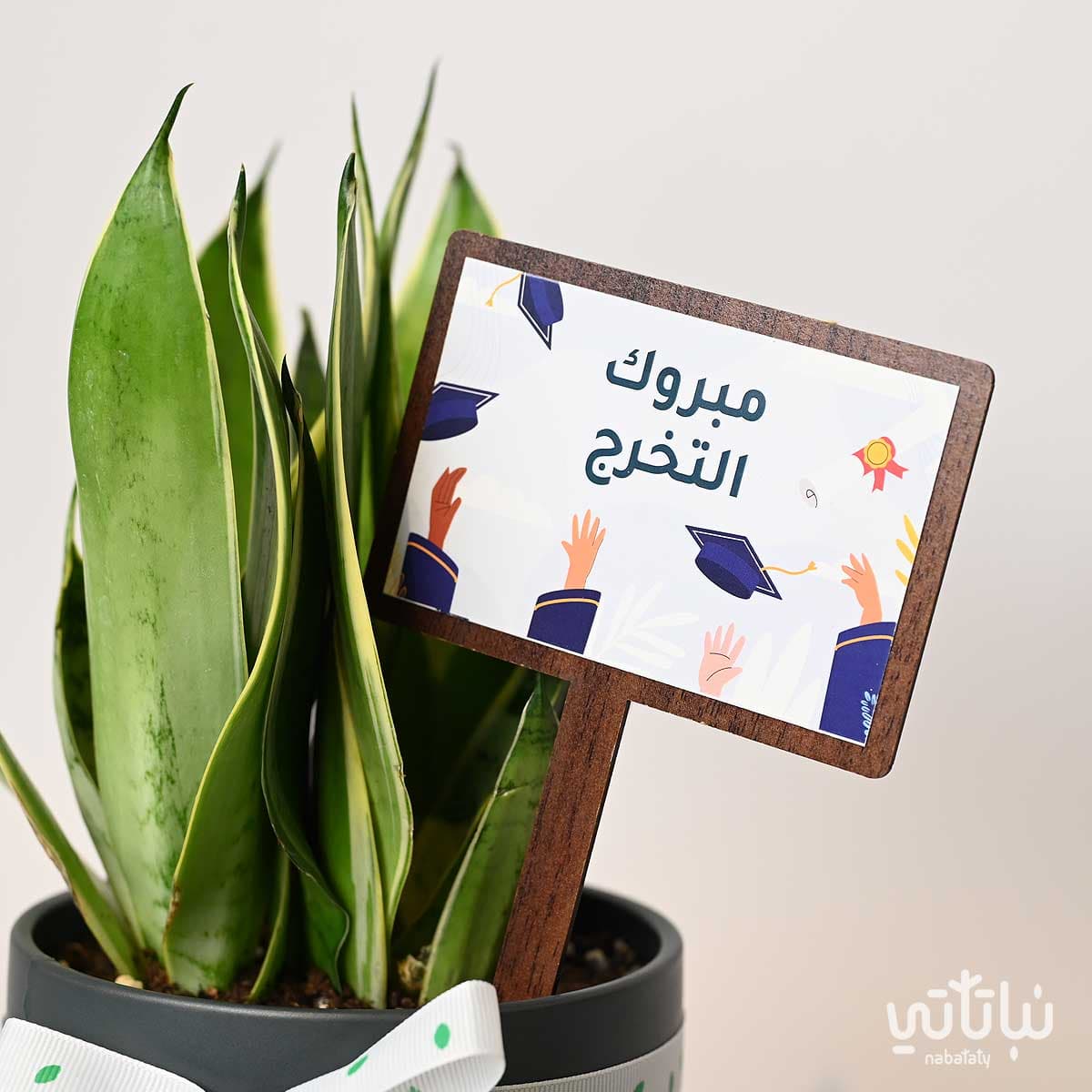 Congratulations on Graduation gift Leopard skin plant and Morocan oud 2