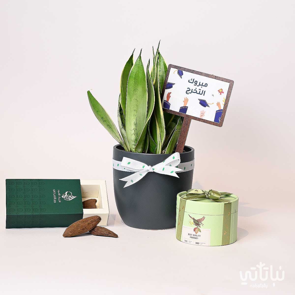 Congratulations on Graduation gift Leopard skin plant and Morocan oud 1