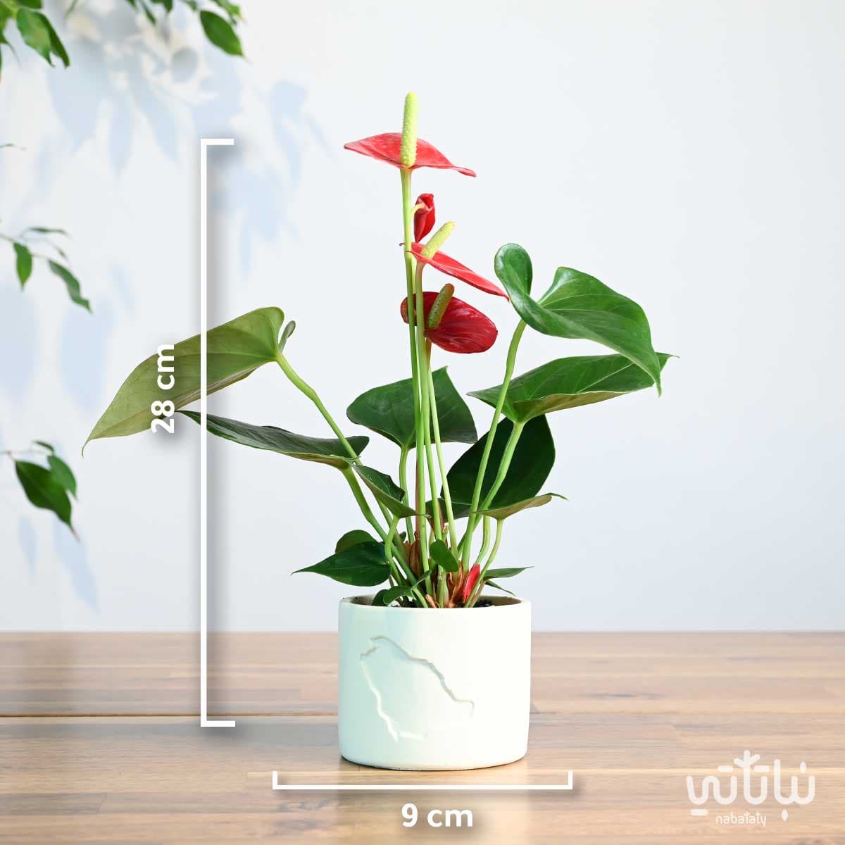 هدية نبتة الانتوريوم في حوض خريطة المملكة 2