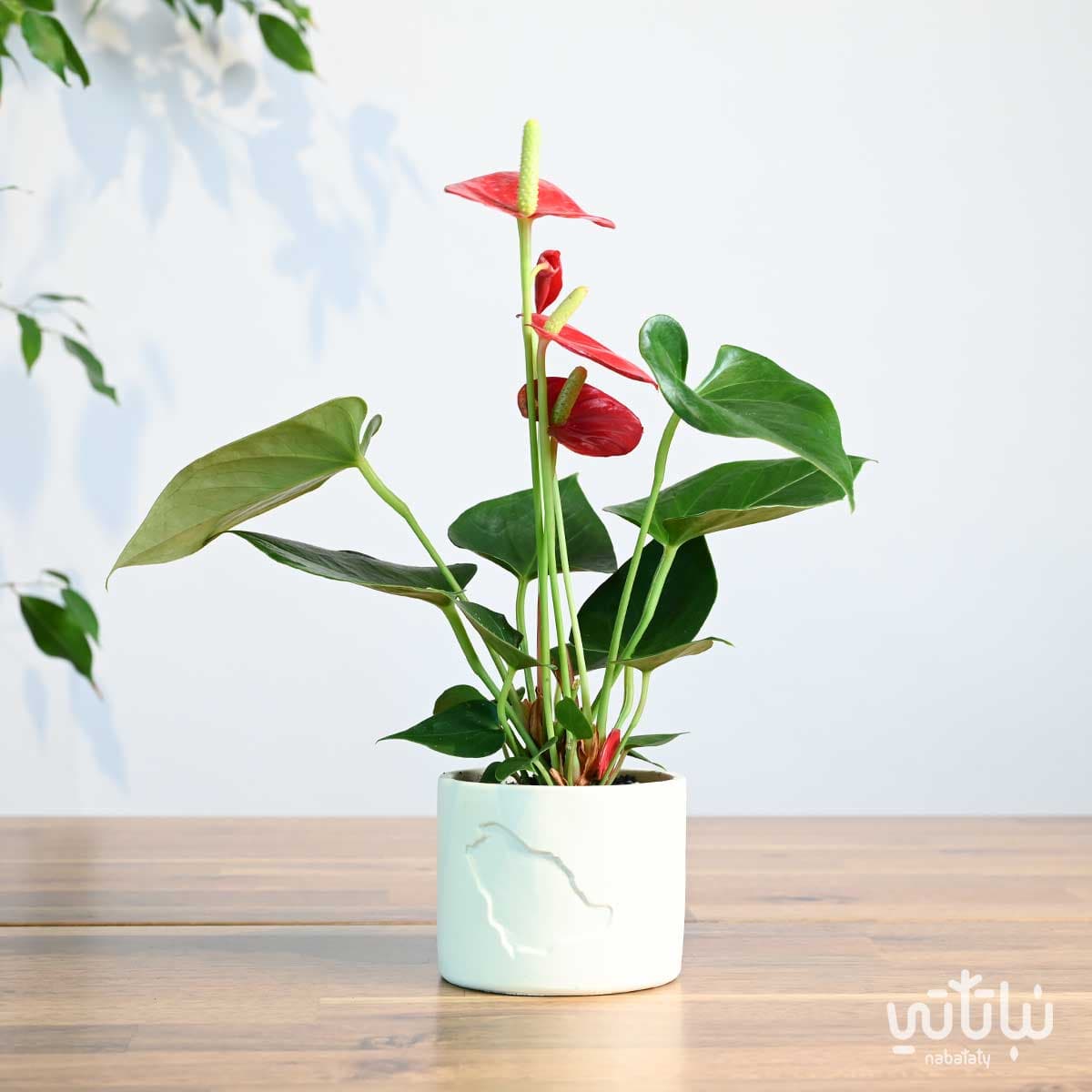 هدية نبتة الانتوريوم في حوض خريطة المملكة