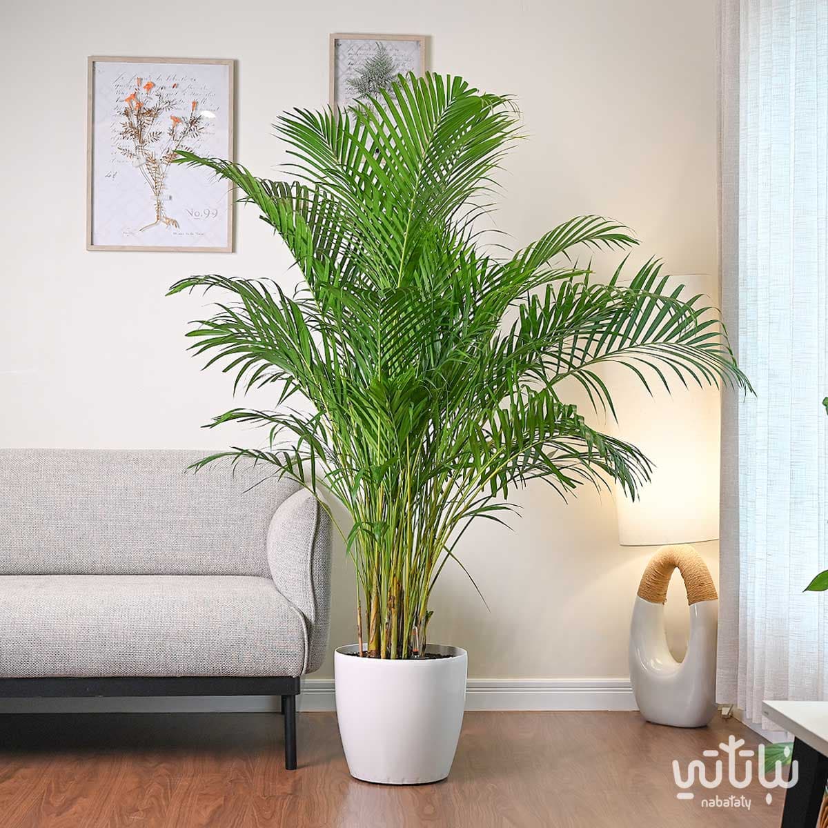 نبتة اريكا هولندية كبيرة في حوض ري ذاتي ابيض 1