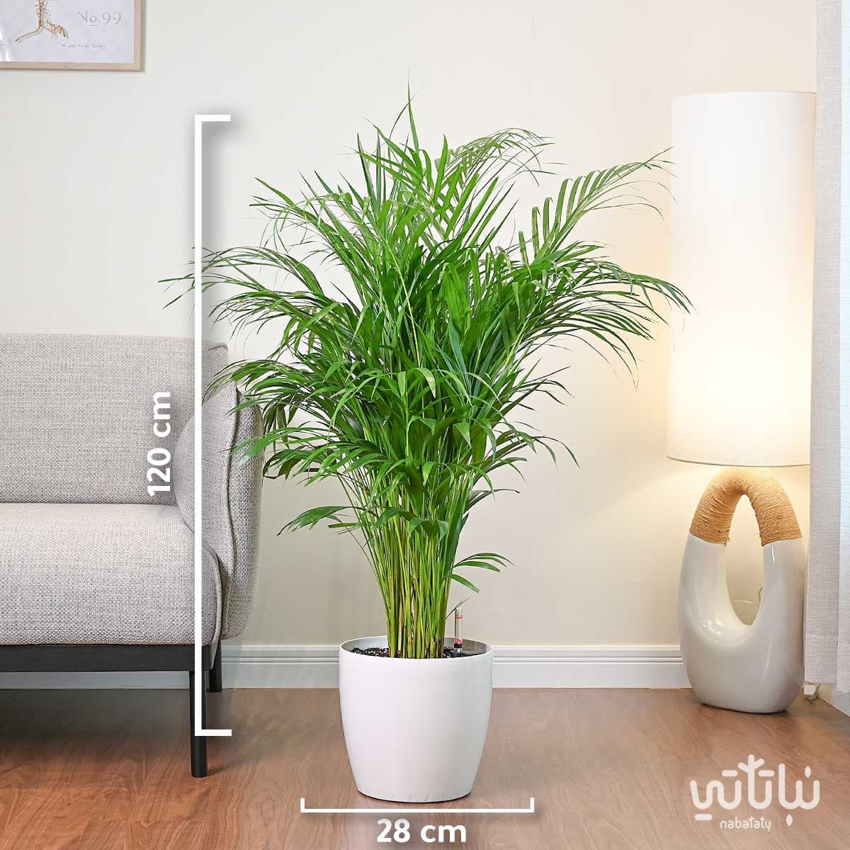 نبتة اريكا هولندية في حوض ري ذاتي ابيض 2