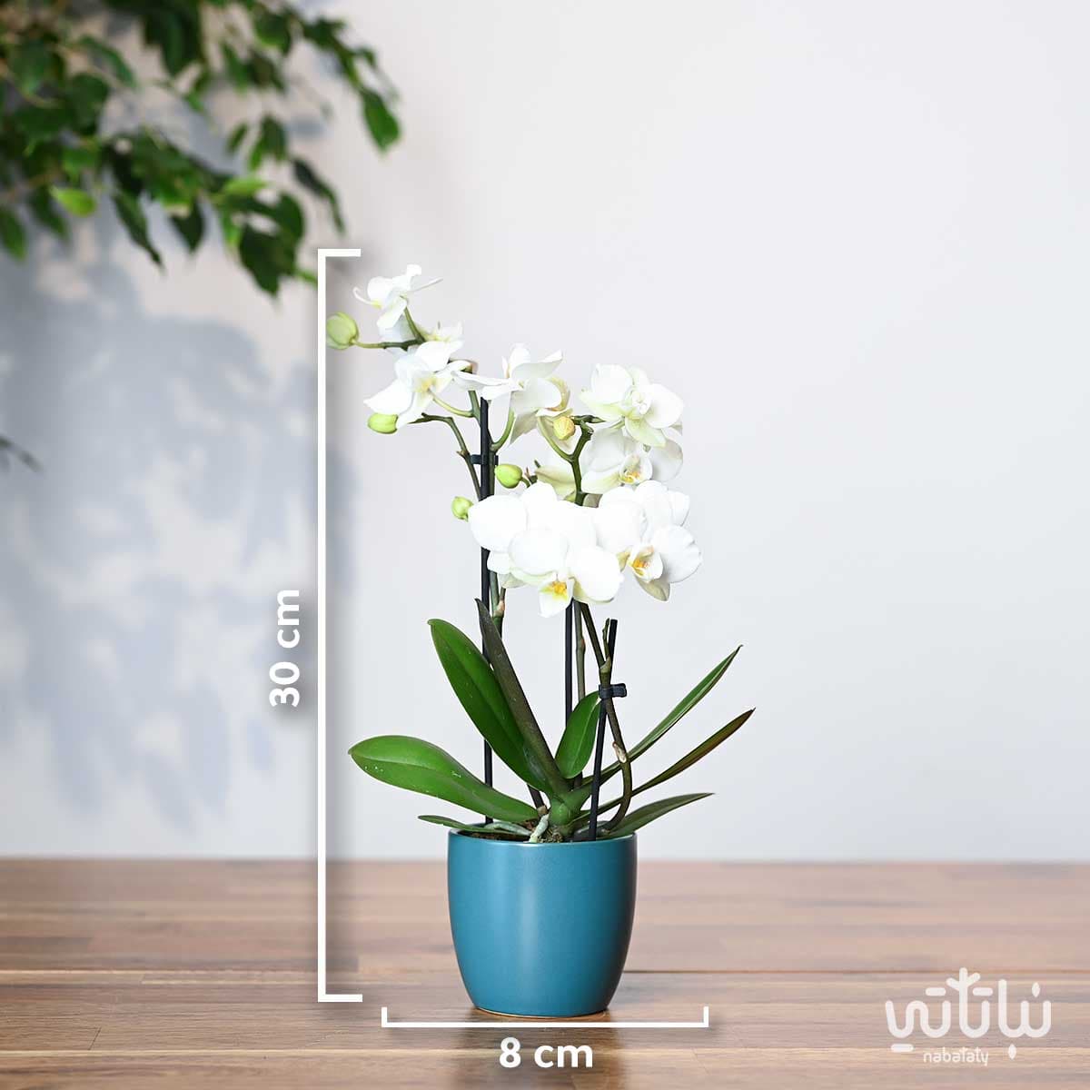 نبتة اوركيد ابيض صغير في اصيص سيراميك اخضر 2