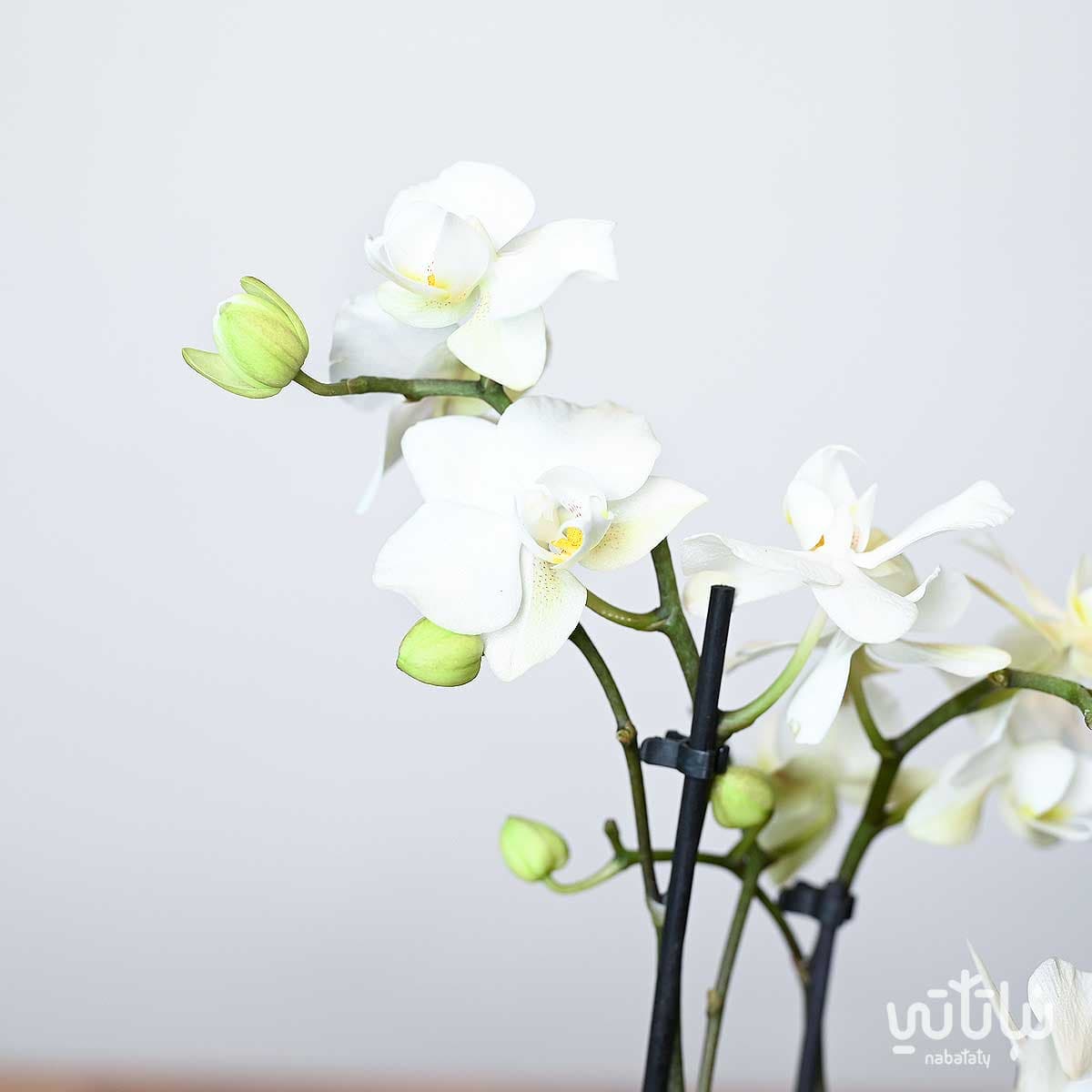 نبتة اوركيد ابيض صغير في اصيص سيراميك اخضر 3