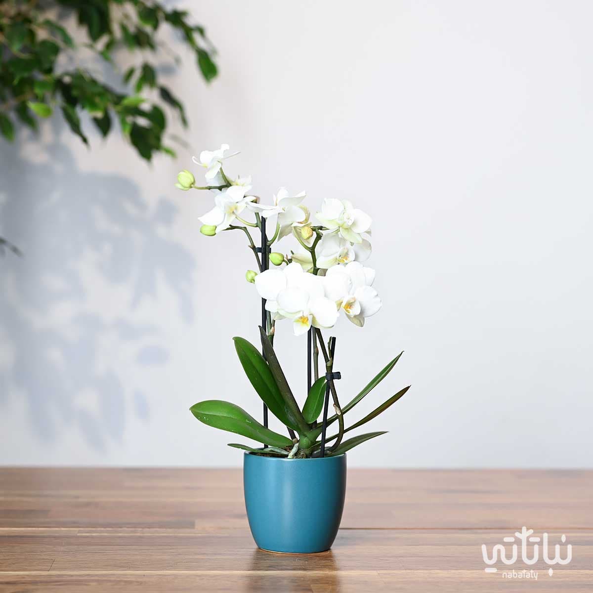 نبتة اوركيد ابيض صغير في اصيص سيراميك اخضر 1