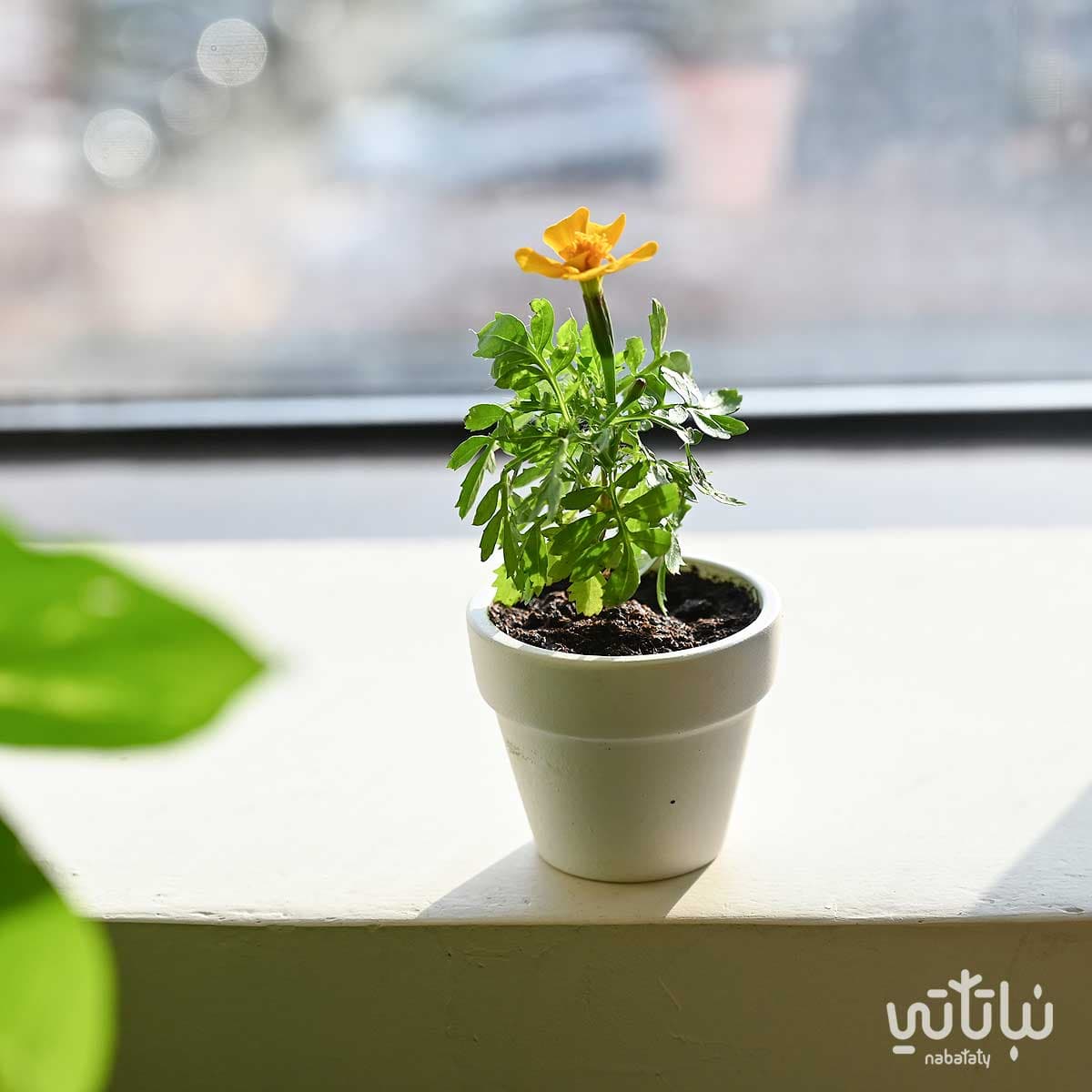 هدية من بذرة الى حياة 4