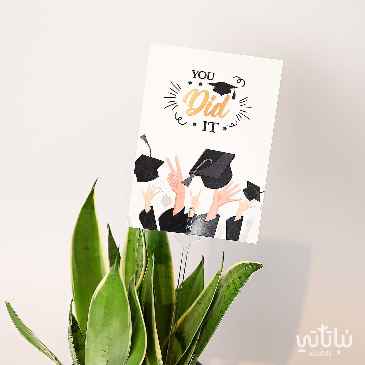 Congratulations on Graduation gift Leopard Skin plant and Morocan oud 2