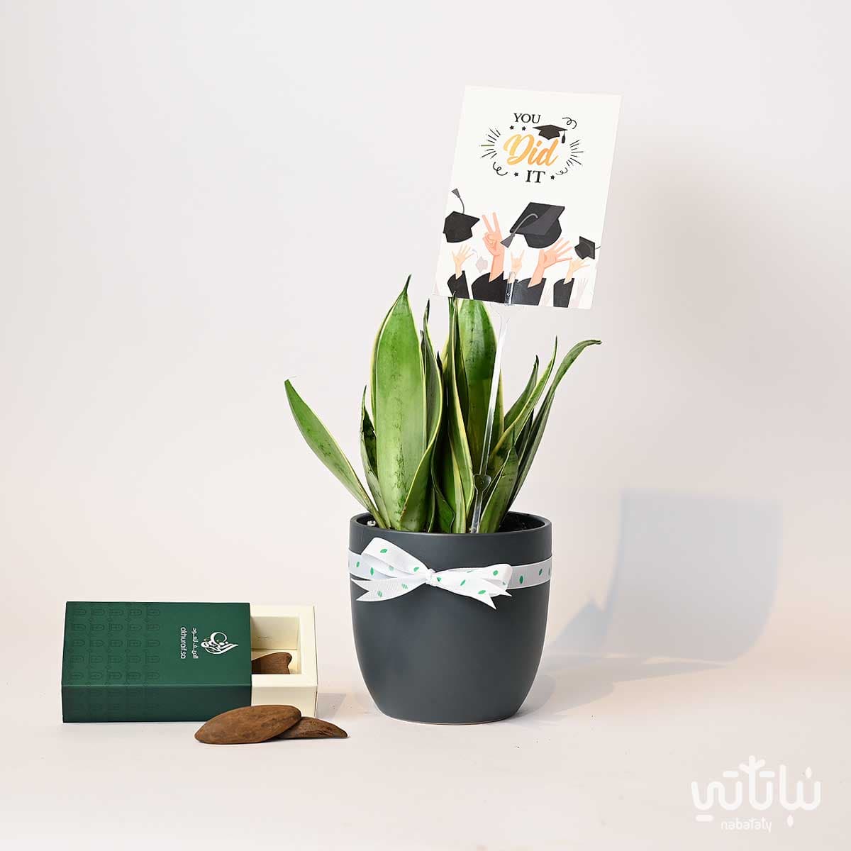 Congratulations on Graduation gift Leopard Skin plant and Morocan oud 1