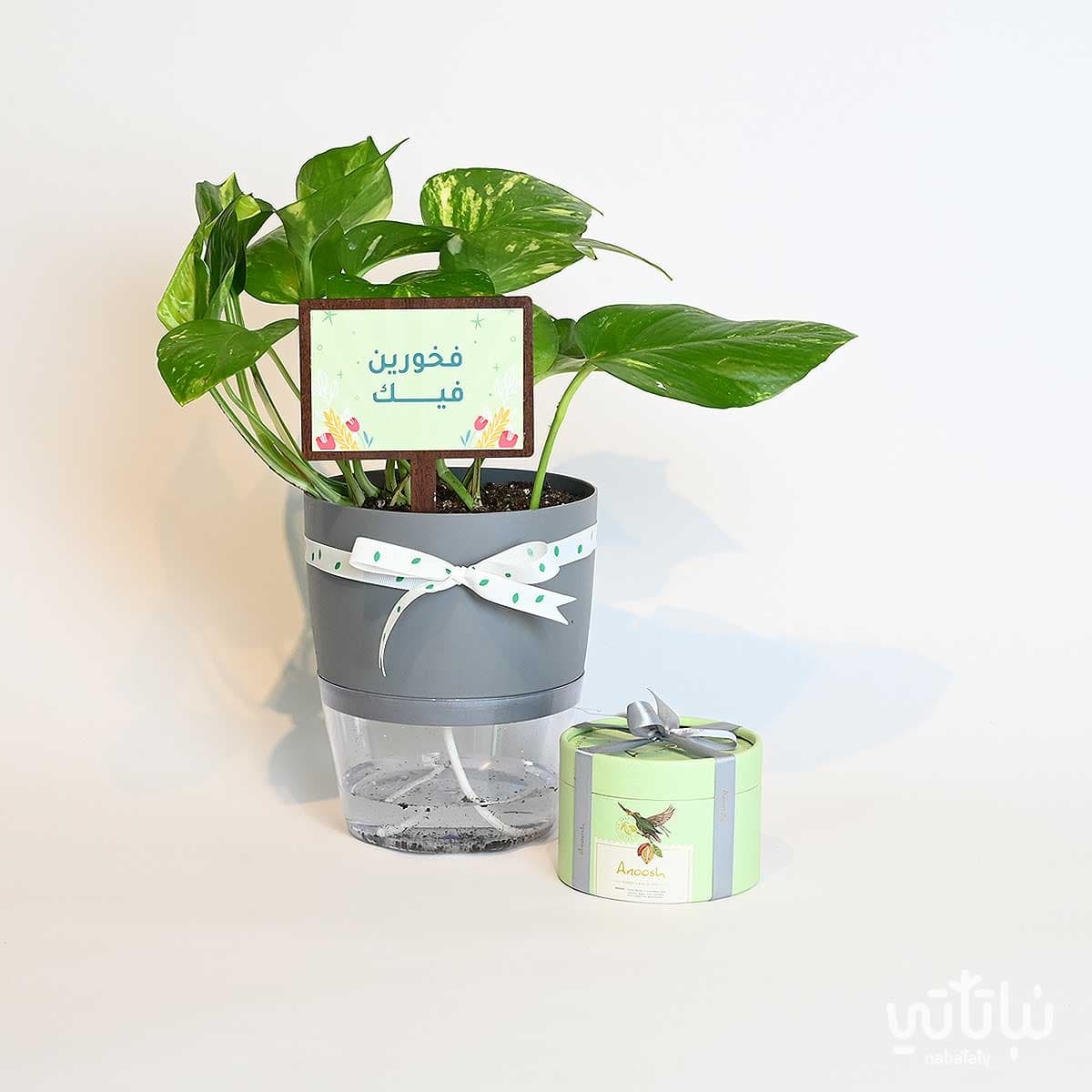 هدية فخورين فيك نبتة البوتس وتشوكلت مغلف