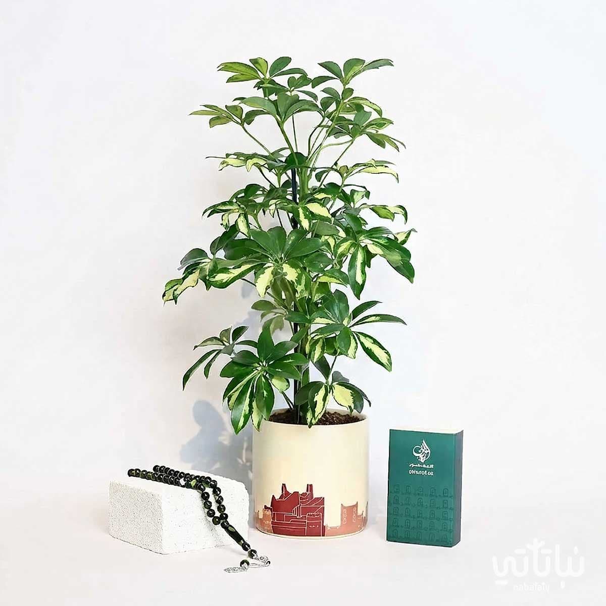 Father’s Day Gift Variegated Schefflera Plant with Prayer Beads and Oud 3