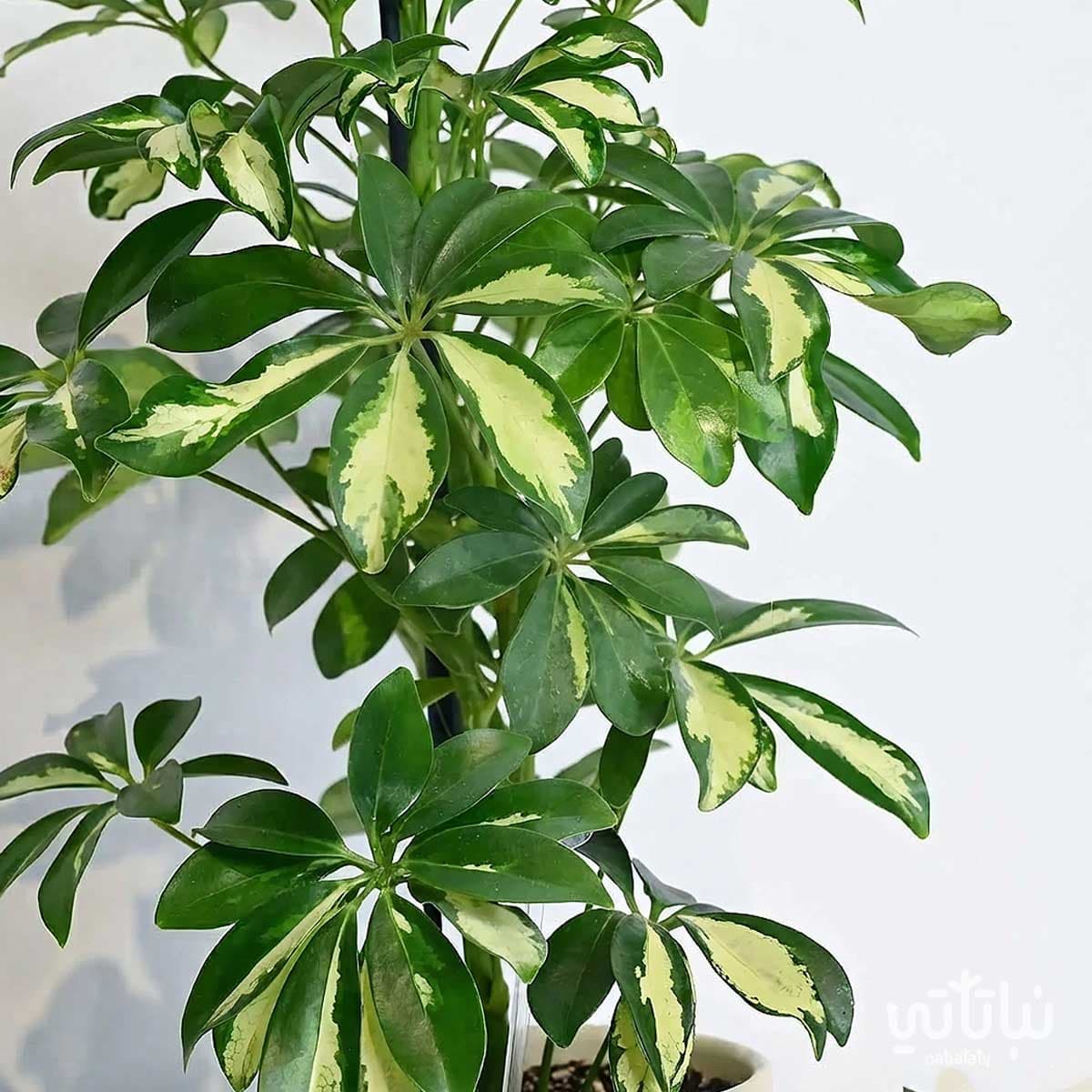 Father’s Day Gift Variegated Schefflera Plant with Prayer Beads and Oud 4