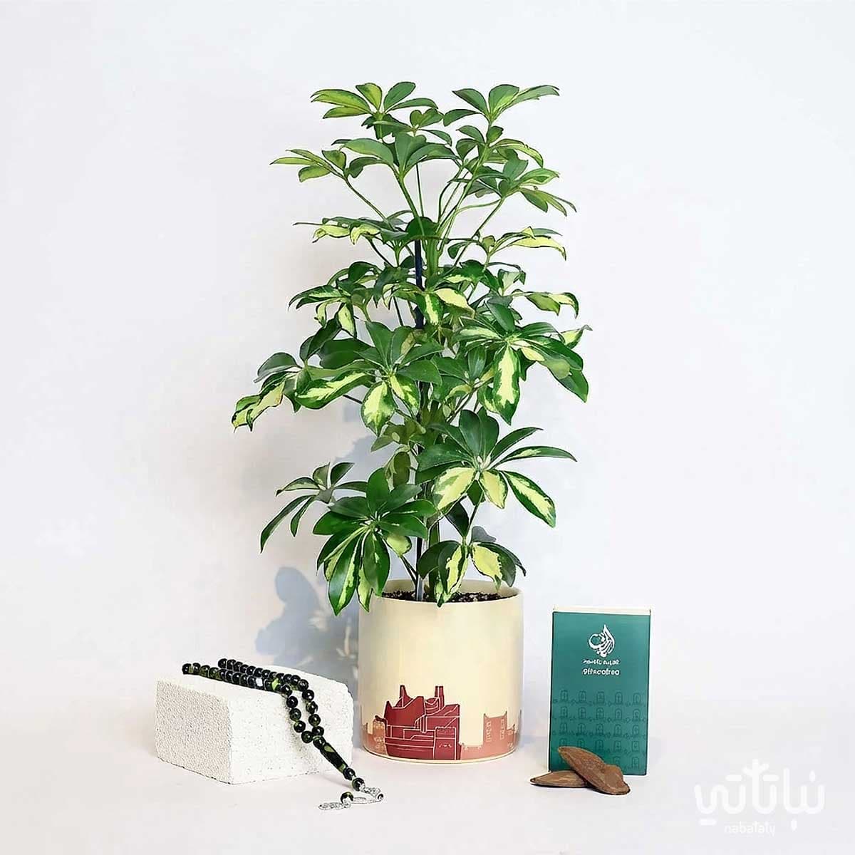 Father’s Day Gift Variegated Schefflera Plant with Prayer Beads and Oud 1
