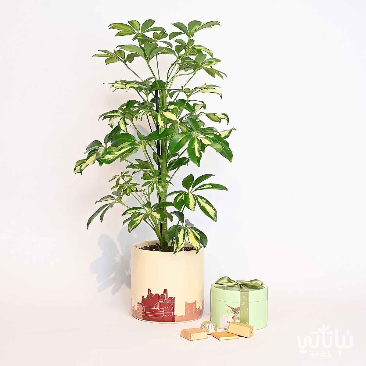 Father’s Day Gift Variegated Schefflera Plant with Anoosh Chocolate 1