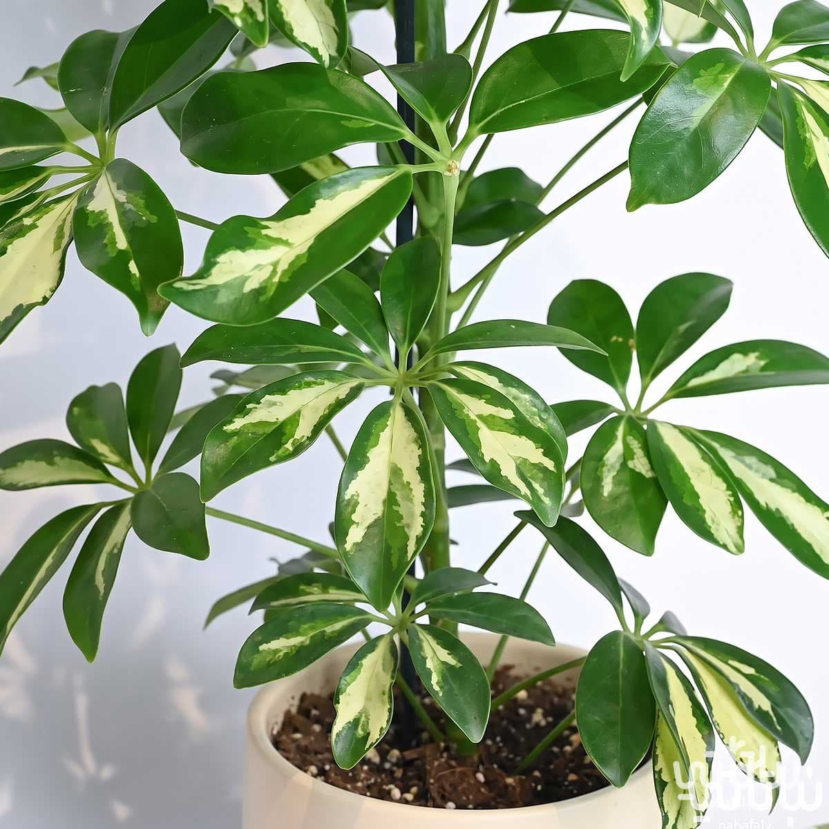 Father’s Day Gift Variegated Schefflera Plant with Anoosh Chocolate 3