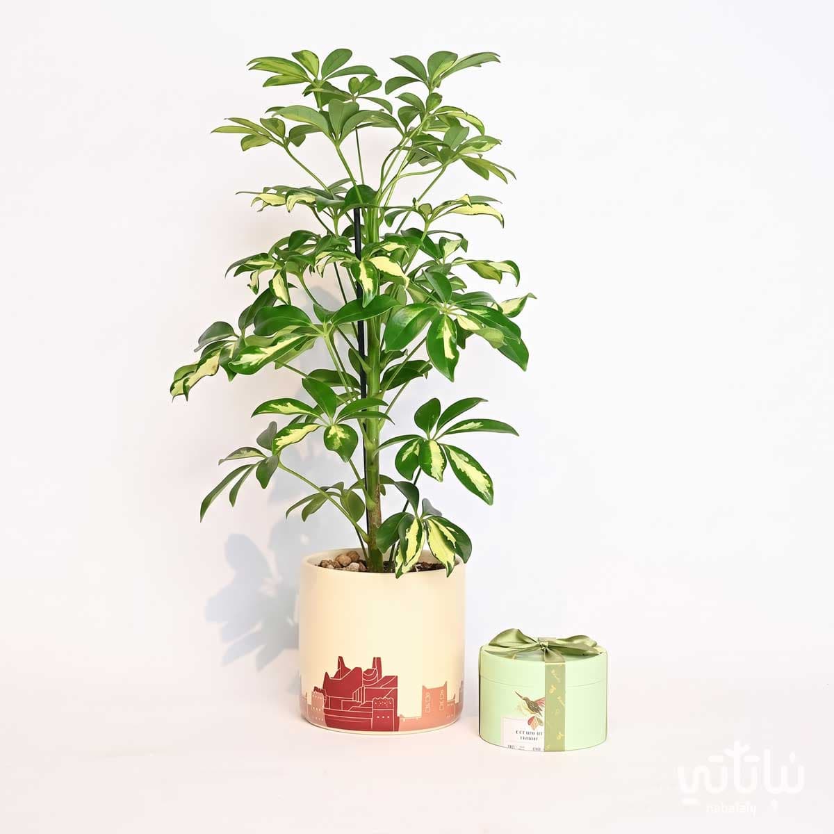 Father’s Day Gift Variegated Schefflera Plant with Anoosh Chocolate 2