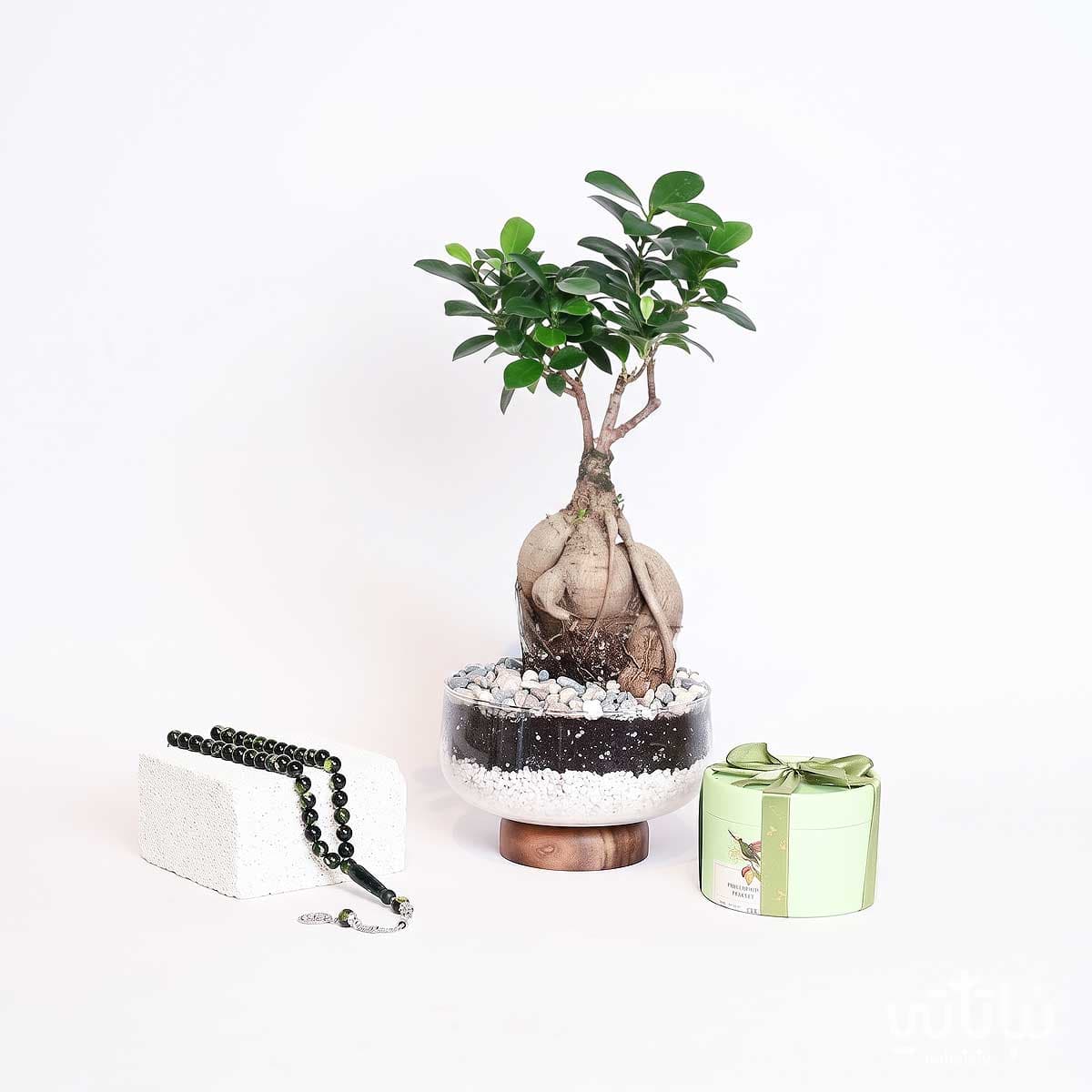Father’s Day Gift Bonsai Plant with Prayer Beads 2