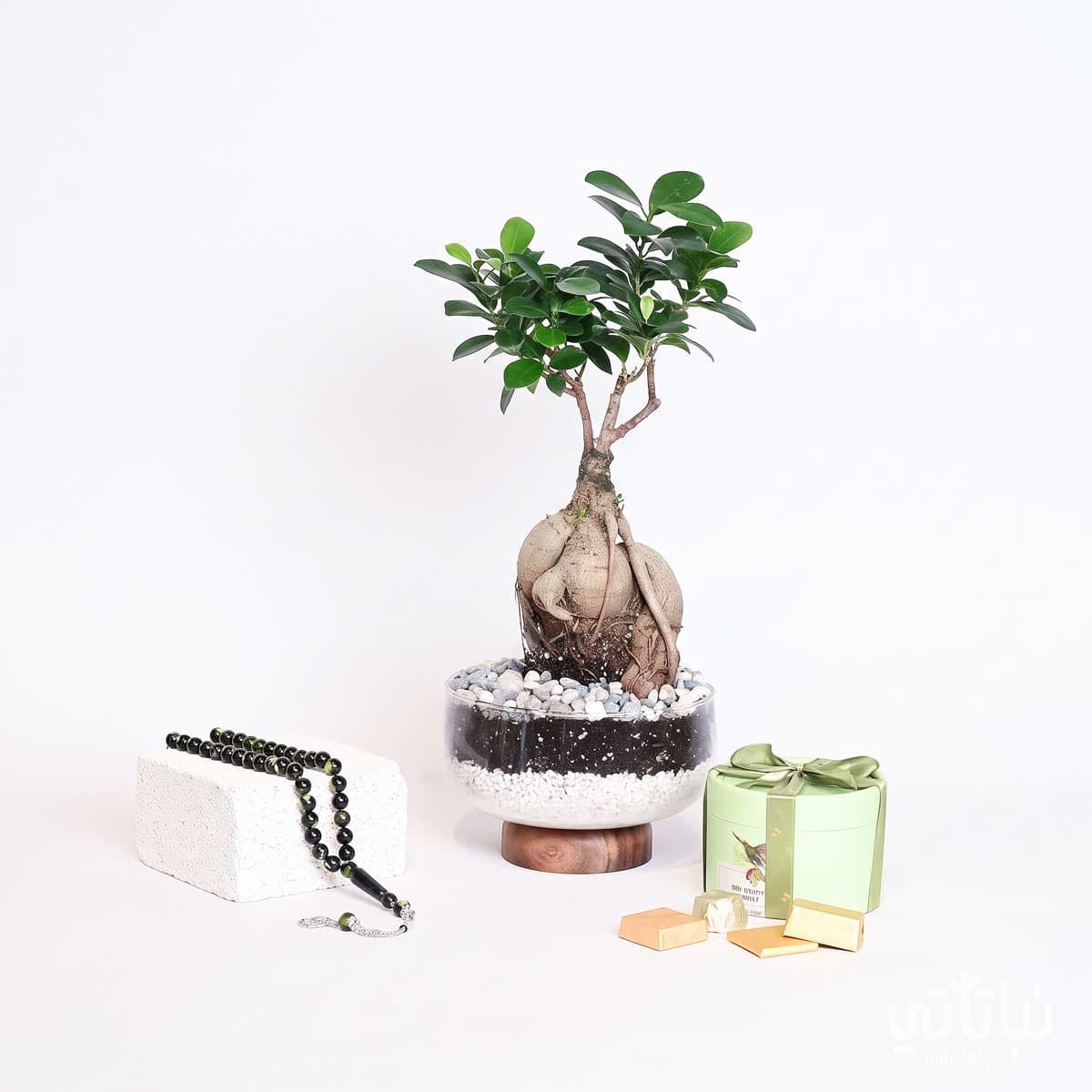 Father’s Day Gift Bonsai Plant with Prayer Beads