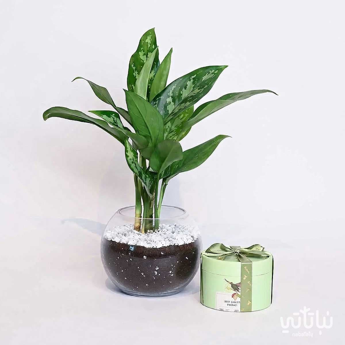 Father’s Day Gift Aglaonema Plant with Anoosh Chocolate 2