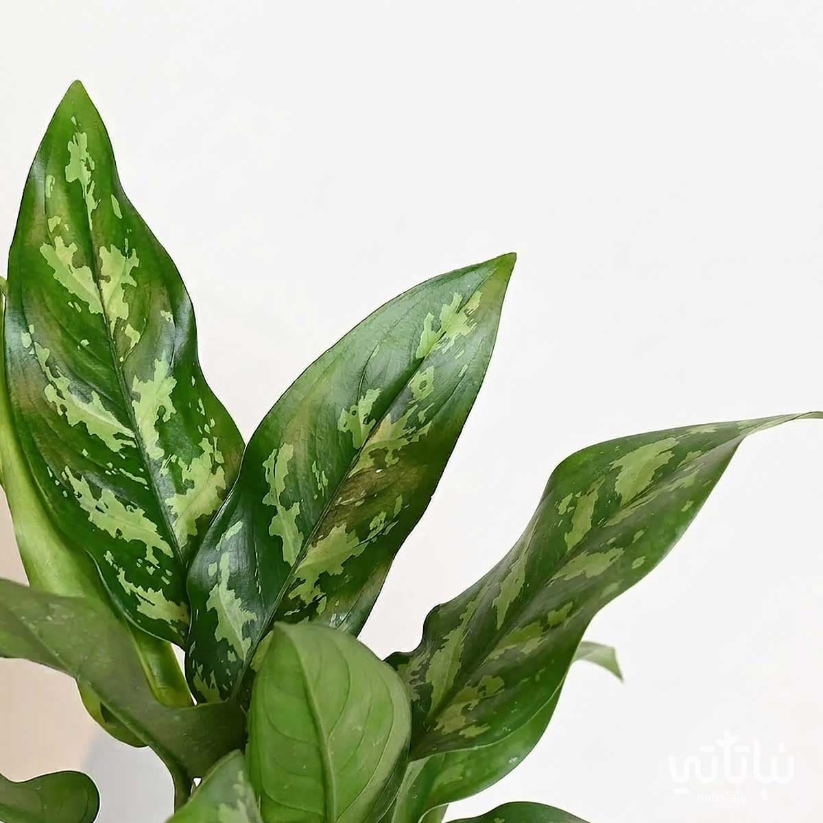 Father’s Day Gift Aglaonema Plant with Anoosh Chocolate 3