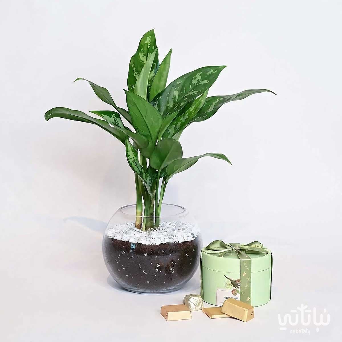 Father’s Day Gift Aglaonema Plant with Anoosh Chocolate 1