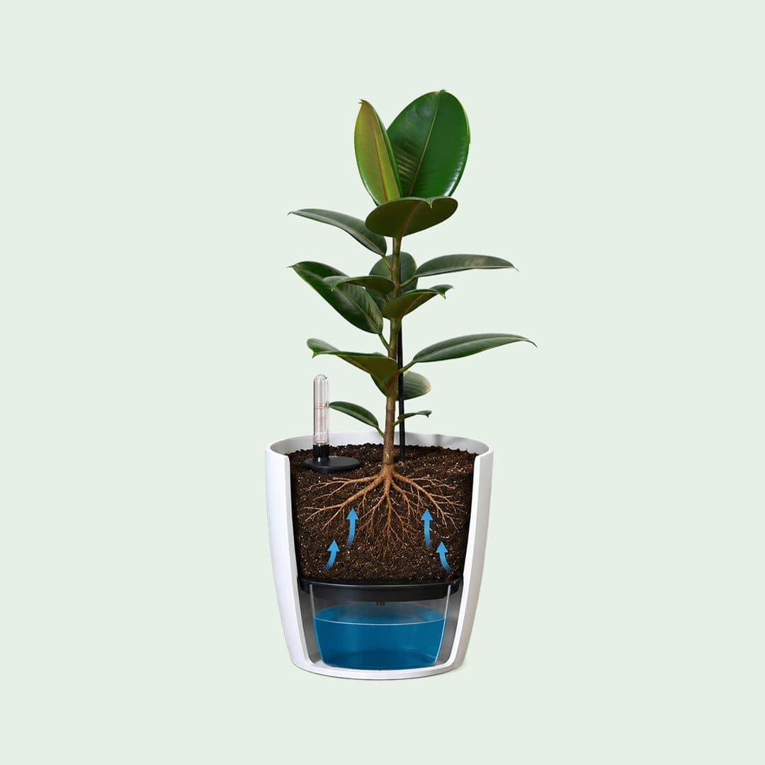 Plants in Self Watering Pots