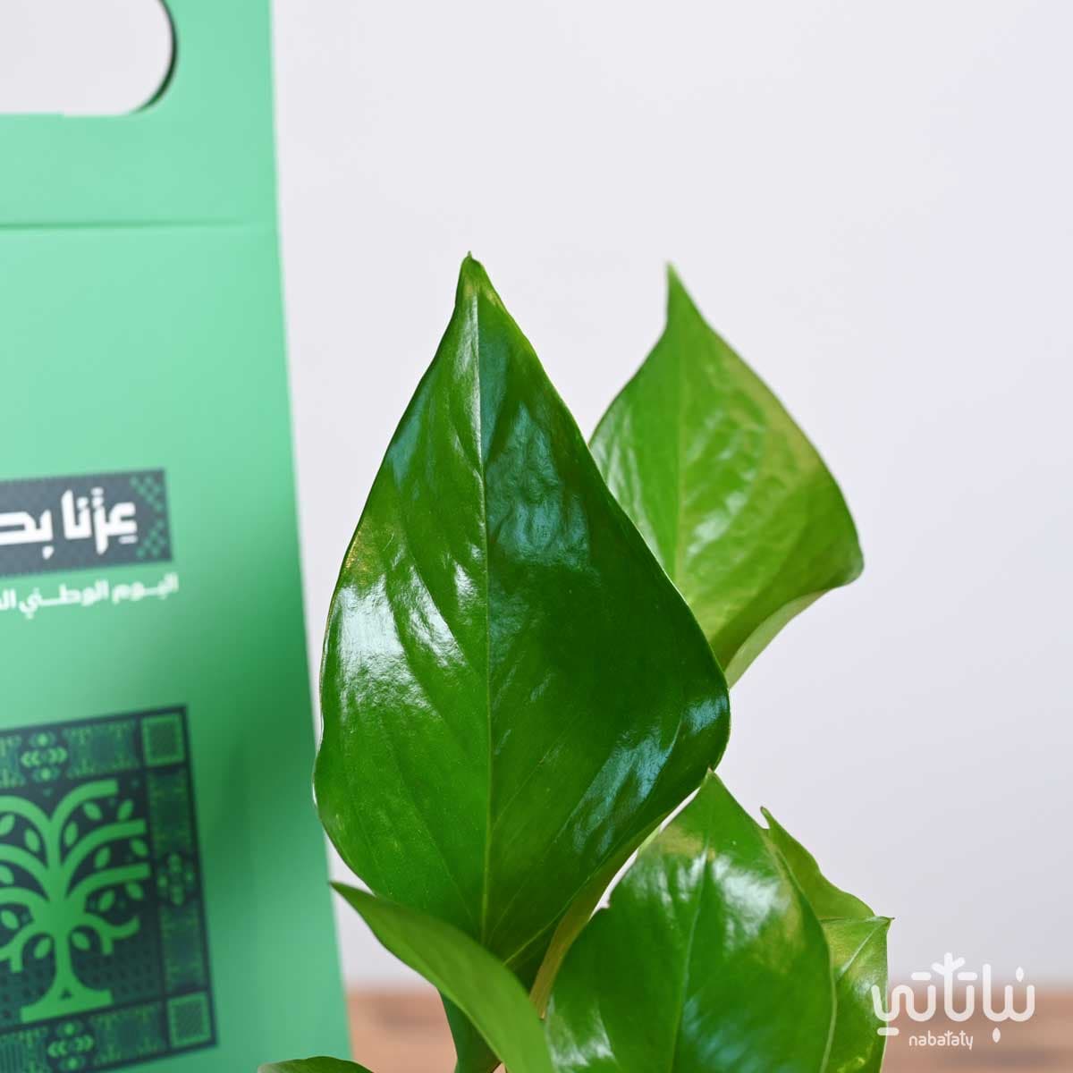 هولدر نبتة البوتس ثيم اليوم الوطني 3