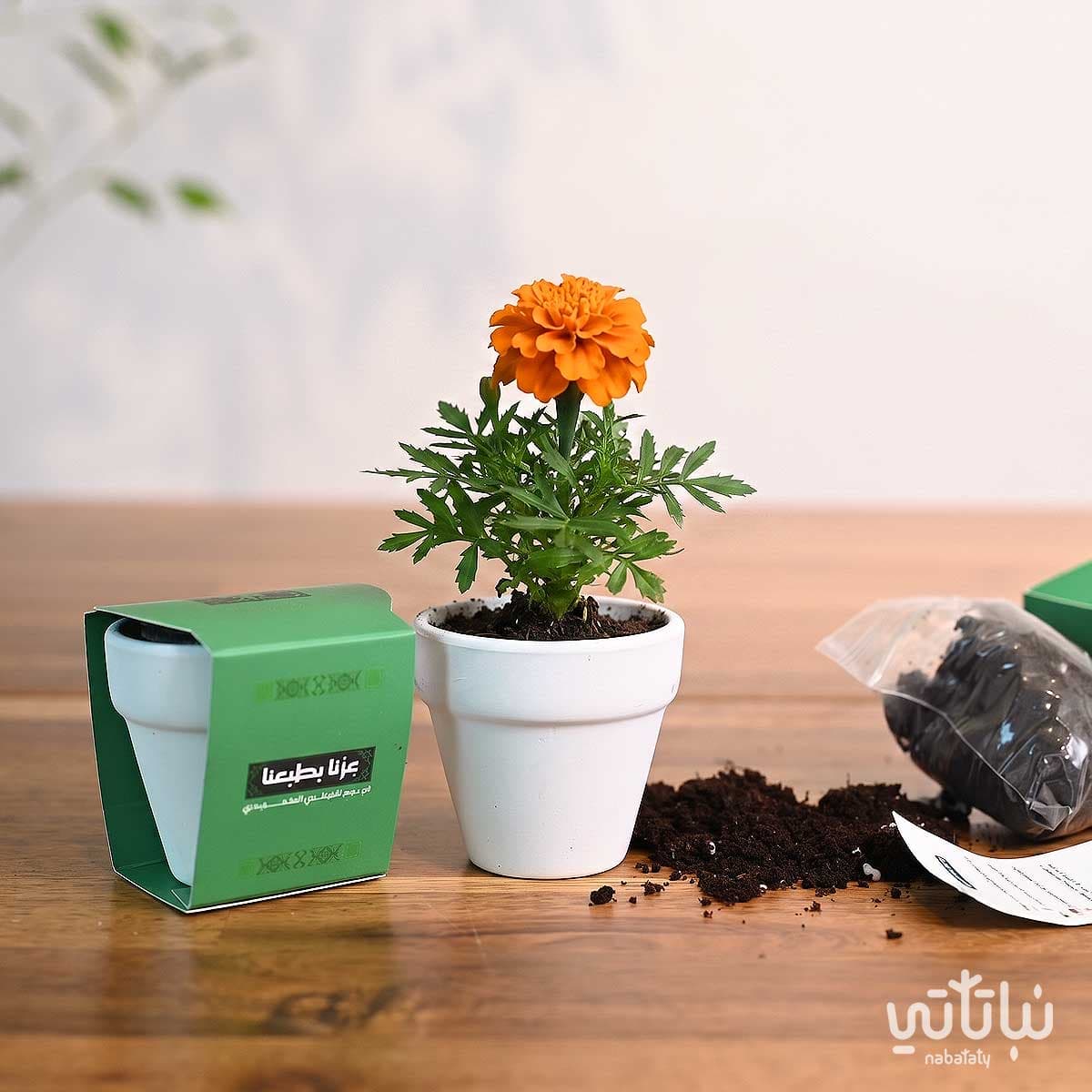 From Seed to Life Saudi National Day Theme 5