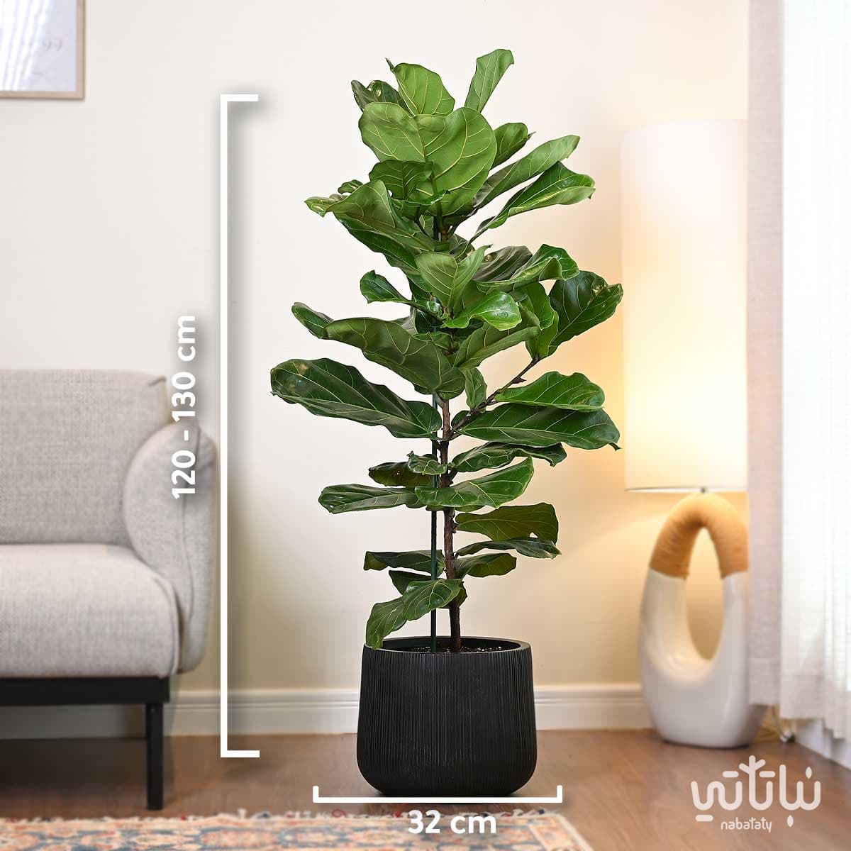 نبتة فيكس ليراتا في حوض فايبر اسود مخطط 2