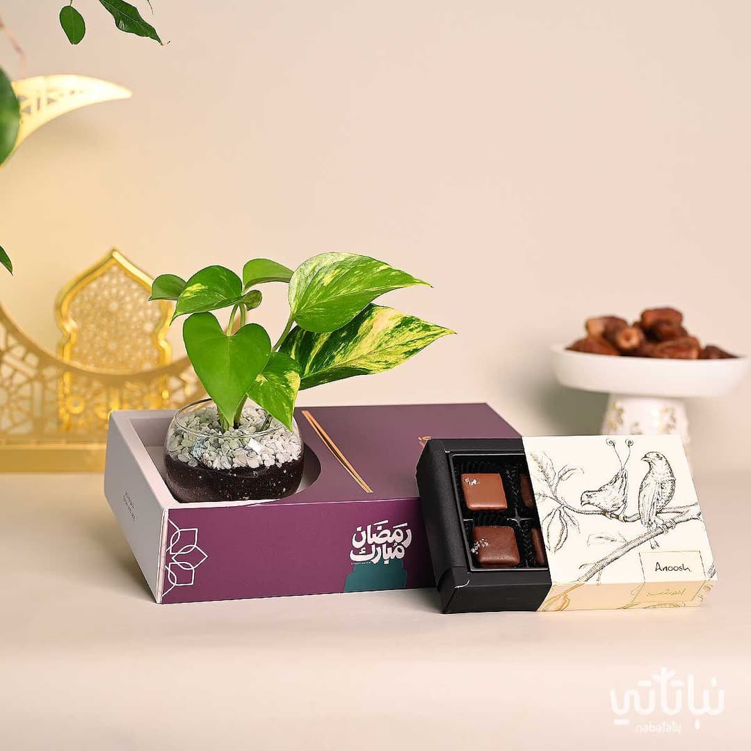 هدية نبتة و تشوكلت أنوش