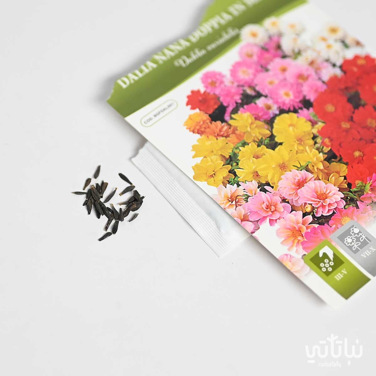 Dalia Seeds 2