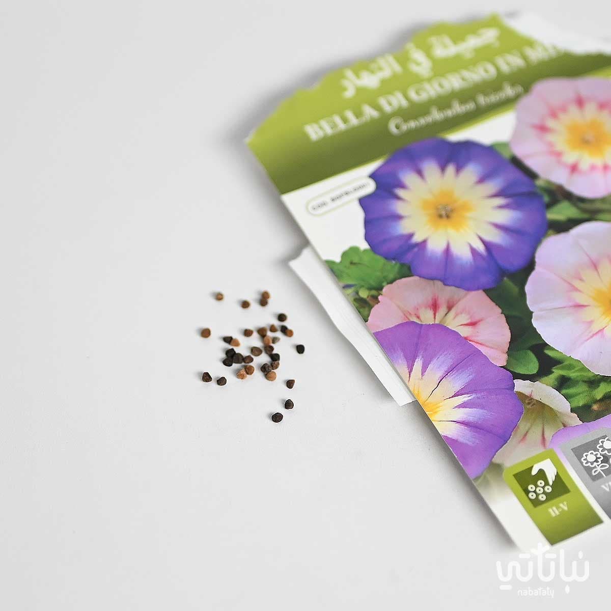 Bella di giorno Seeds 2