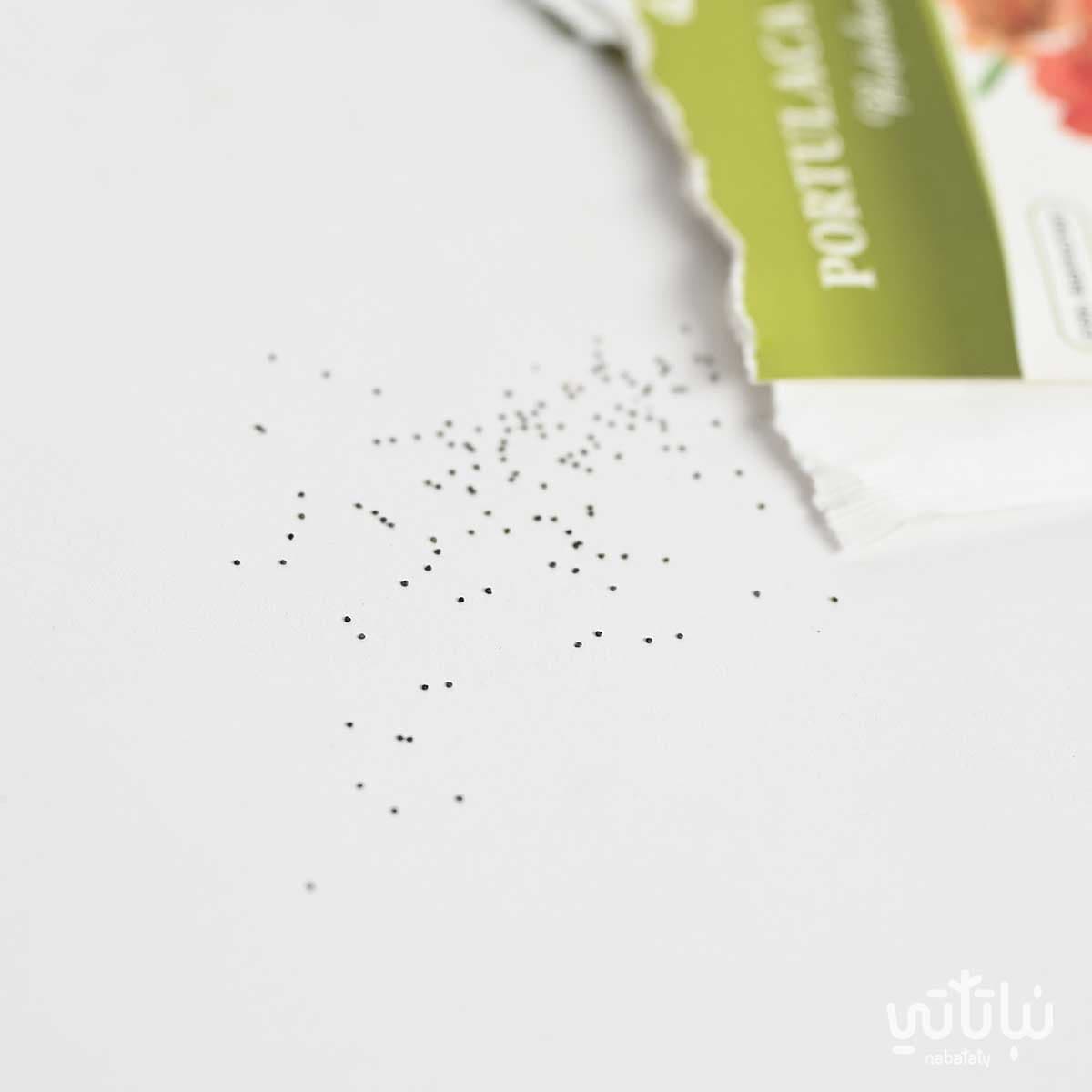 Portulaca Seeds 2