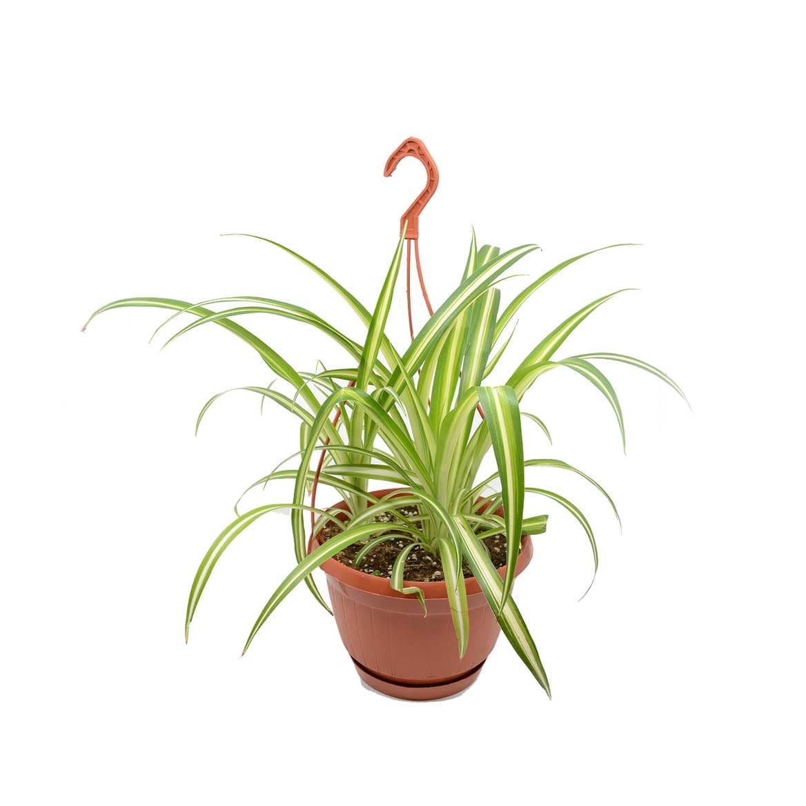 Spider plant in a hanging pot 1