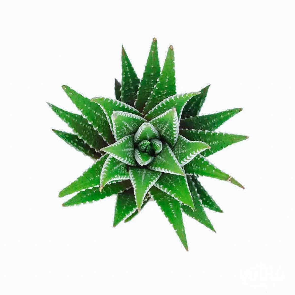 نبتة حوراء القصر زيبرا 2