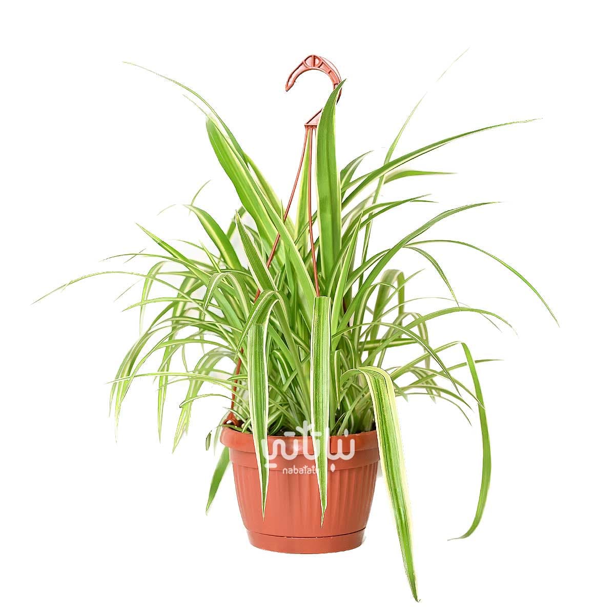 نبتة العنكبوت في حوض معلق