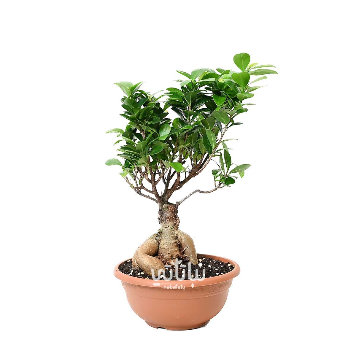 Small bonsai