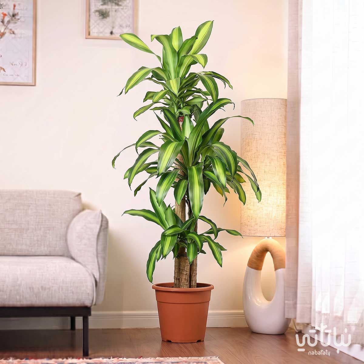 نبتة دراسينا ماسنجانا 3 سيقان 120 سم 3