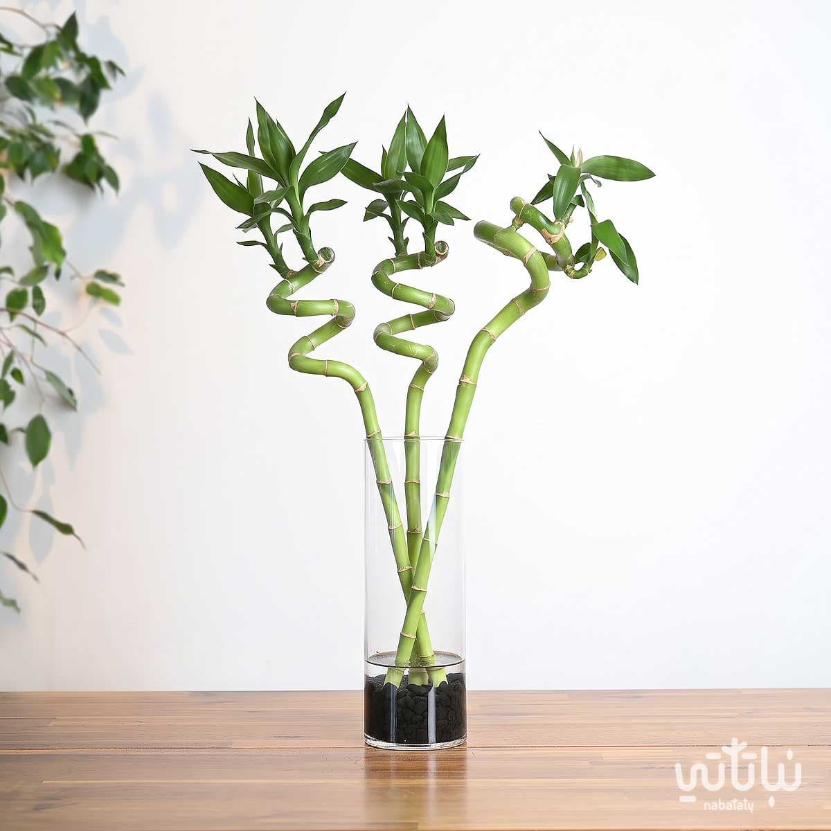 Bamboo 90 cm 2