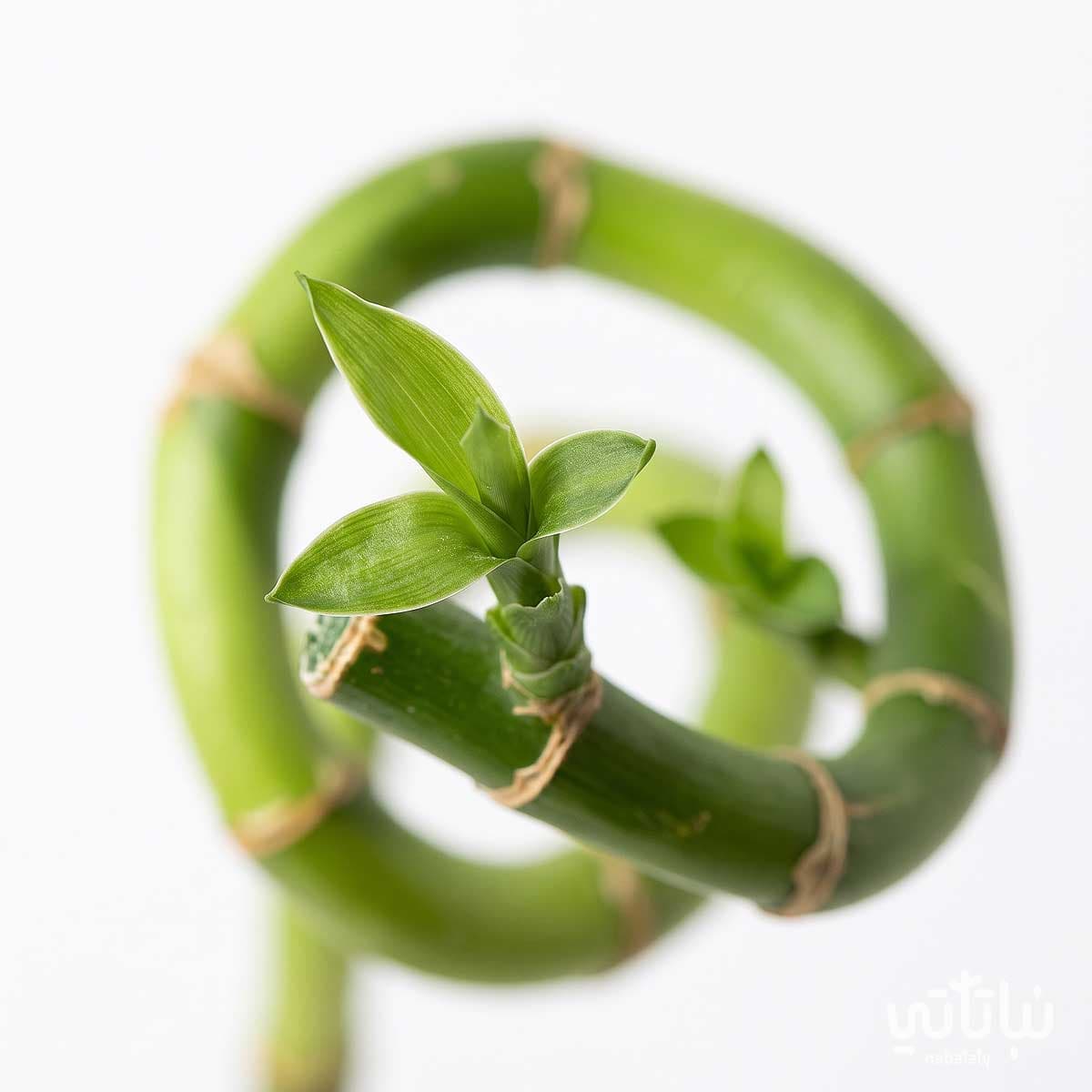 Bamboo 90 cm 3