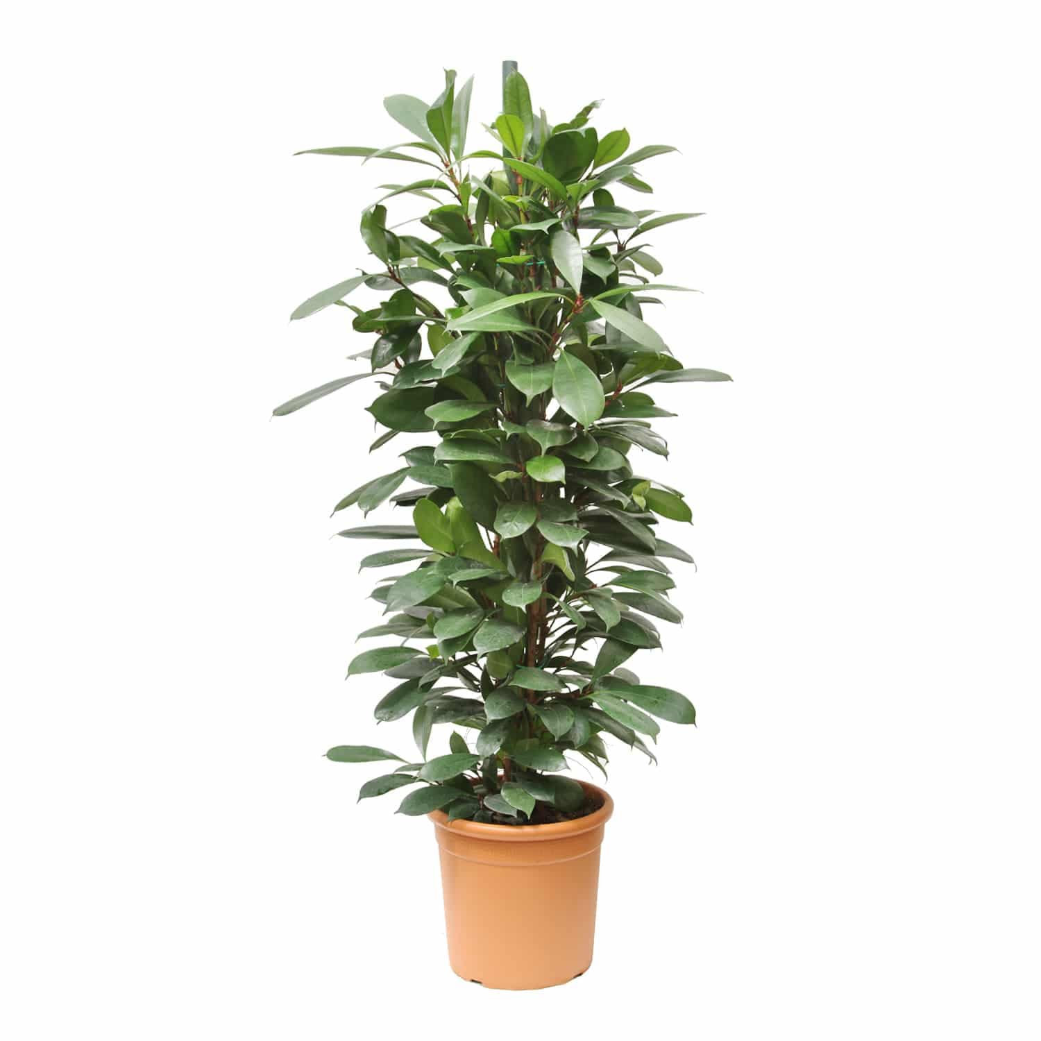 Ficus cyathistipula 1