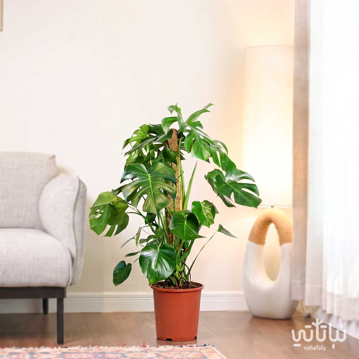 Large monstera - rib cage climber 3