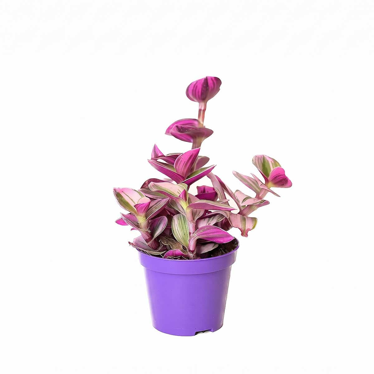 Small Tradescantia Plant