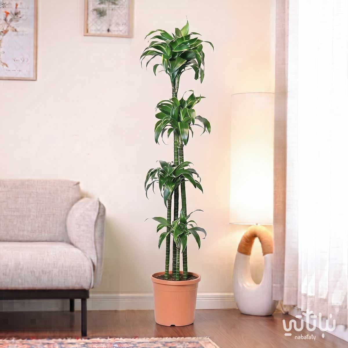 نبتة دراسينا دورادو 4 سيقان 160 سم 3