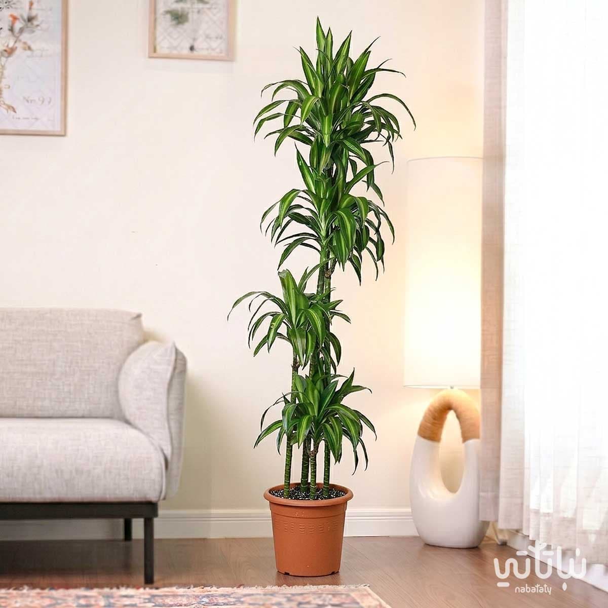 Dracaena Hawaii Plant 4 Stems 170 cm 3