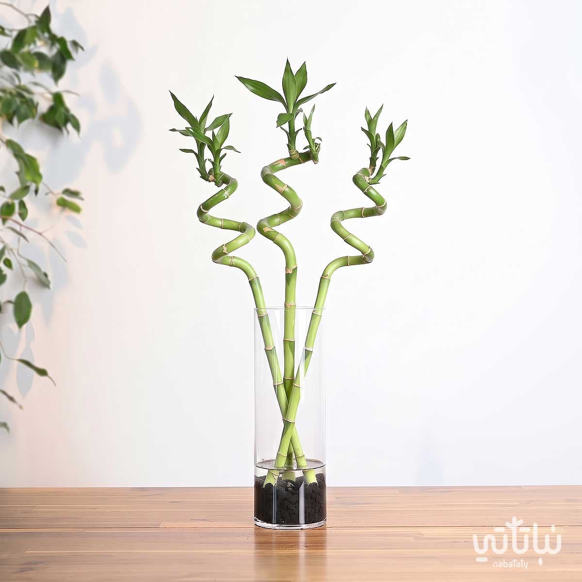 Bamboo 50 cm 3