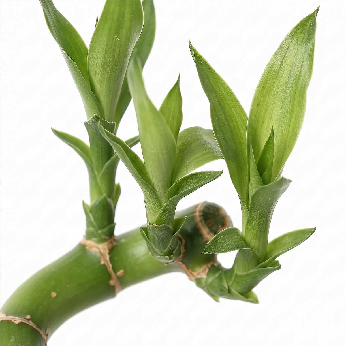 Bamboo 50 cm 2