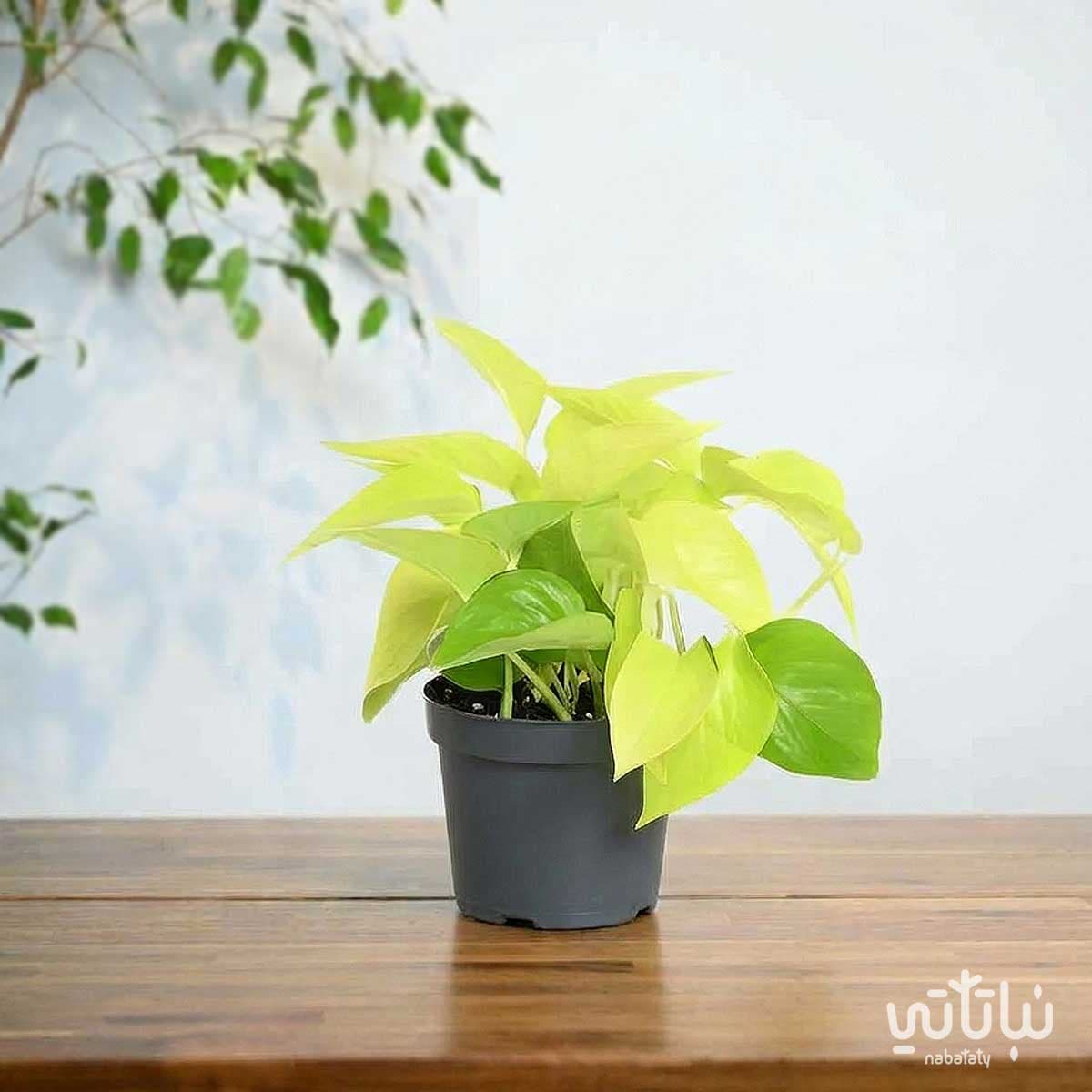 Gold Neon pothos 3